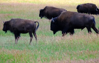 24 Winnebago Revel ALPINE FREE P/U +MILES+STARLINK