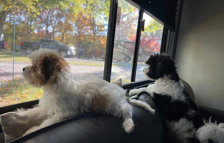 Tiny and Tommy enjoying the view as they watch nearby campers enjoying the day.