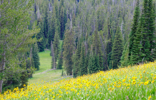 24 WINNEBAGO REVEL SUMMIT FREE P/U+STARLINK+MILES