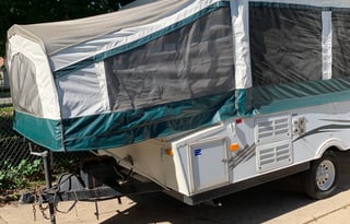 2010 palomino yearling y4103