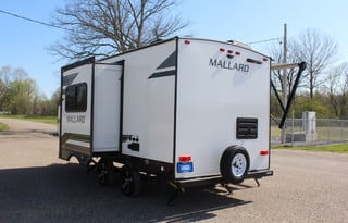 Flight of Fancy: Mallard Escapades Await!