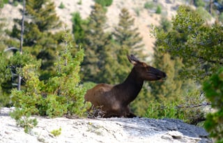 24 Winnebago Revel ALPINE FREE P/U +MILES+STARLINK