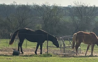 Saddles and Sunsets RV and Horse Riding Experience