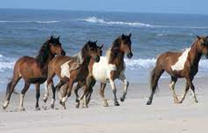 Assateague's Famous Wild Ponies roam free on the beaches....a bucket item check off!