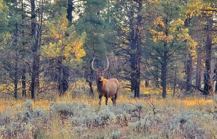 A forest friend came to check out our camping spot!