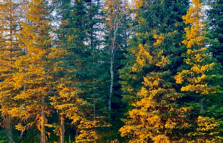Call showing her colors. Alaska doesn’t get the bold reds of the East Coast, but we get some stunning golds and oranges.