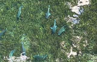 Willow a 2024 keystone Coleman 17r,