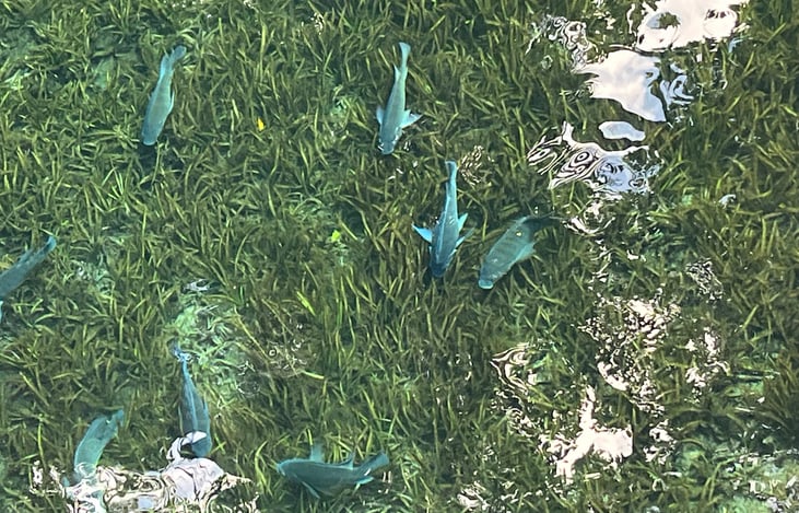 So clear at silver springs, you can see the fish!