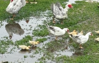 2020 Thor Motor Coach 30D At Tigerbunny Acres Farm