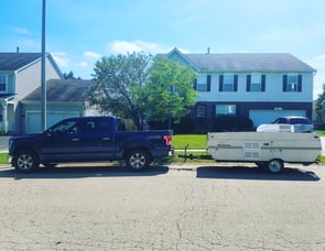 Palomino Yearling RL Yearling RL