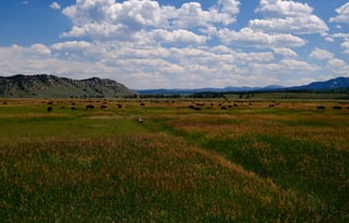 24 Winnebago Revel ALPINE FREE P/U +MILES+STARLINK