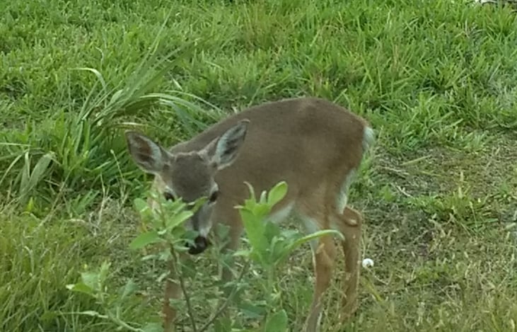 Florida Key Deer