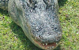 2020 Coachmen Sportscoach (Diesel Pusher)