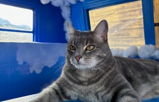 2025 Fluffy The Cloud Burning Man Trailer Rental