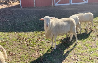 Real Working Farm with lots of animals...