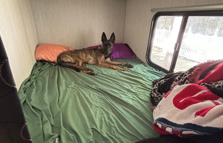 Bottom bunk- pet friendly!