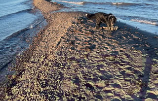 1999 Winnebago VW Eurovan Full camper