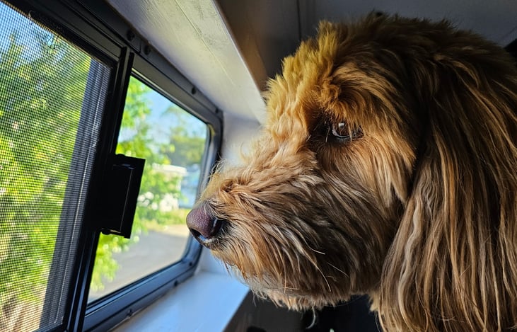 Van life is better with paws. Luna Sea is officially dog-friendly—bring your best adventure buddy along!