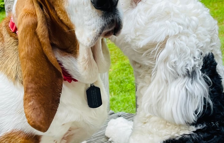 We are pet friendly, they deserve a vacation and be happy :- )