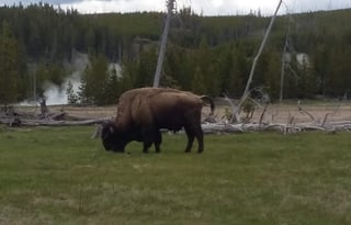 4WD All-Season "Judy" UNLIMITED MILES + Starlink