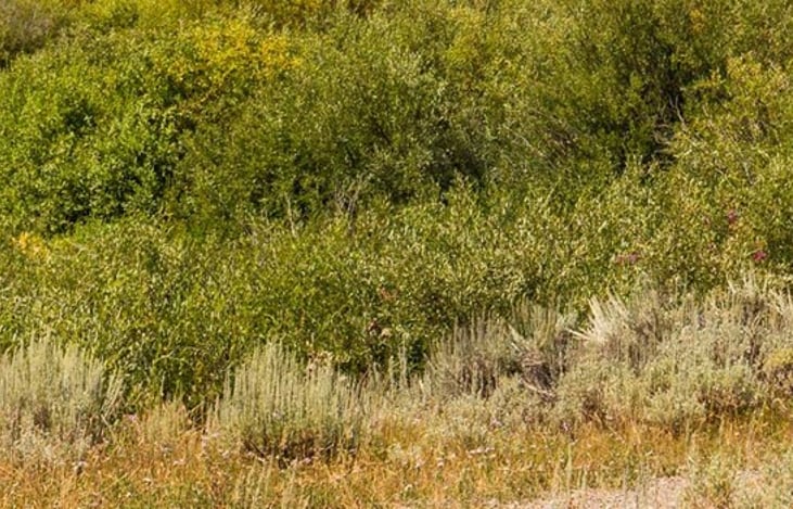 Signal Mountain Lodge