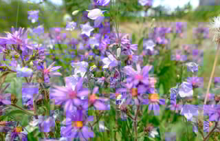 24 Winnebago Revel ALPINE FREE P/U +MILES+STARLINK