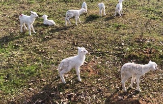 Real Working Farm with lots of animals...