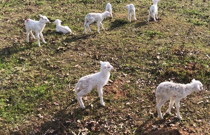 Baby lambs
