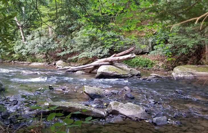 This section of the Buckhannon is a native (brook) trout stream that is also stocked in the spring with Rainbow trout.