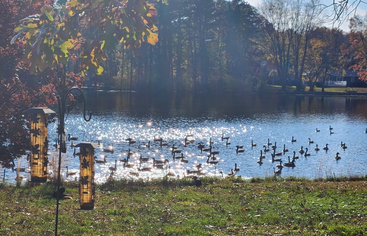 Swans, ducks, geese and birds will visit you at our lakeside RV retreat
