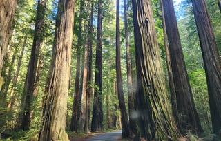 4WD All-Season "Rosie" UNLIMITED MILES + Starlink