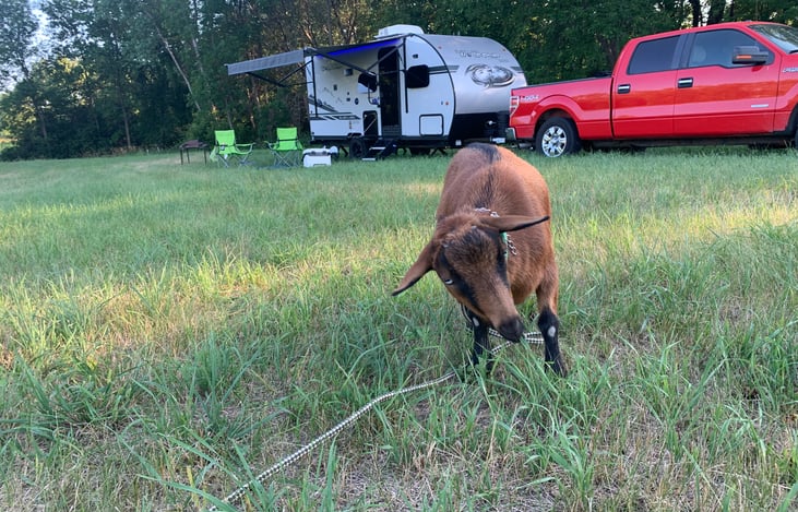Boondocking  at a goat farm