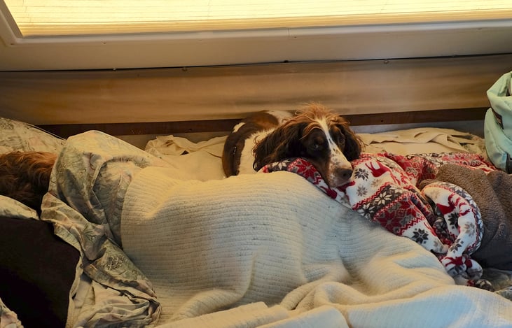 Comfy for special dogs who just love cuddling with mom