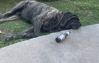 2019 Keystone RV Springdale 2820BH