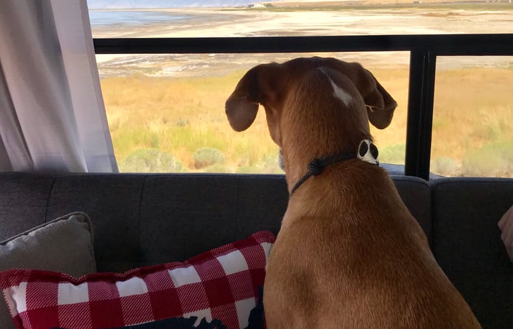 Doggos love the rear living view