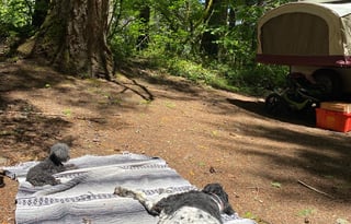 2017 Starcraft Sleeps 5| Pet friendly| Lite Tow