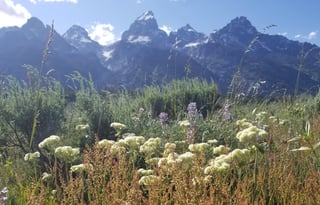 4WD All-Season "Rosie" UNLIMITED MILES + Starlink