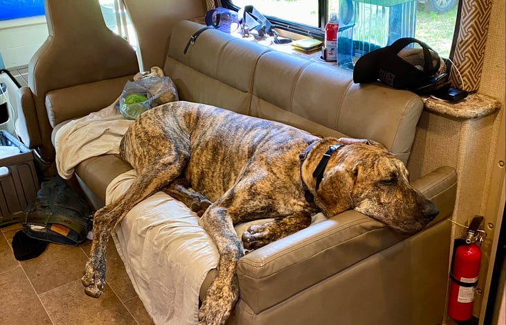 Puppy living his best life