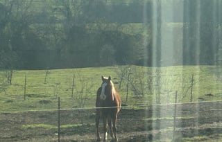 Saddles and Sunsets RV and Horse Riding Experience