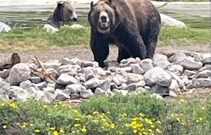 Grizzly bear sanctuary for injured bears.