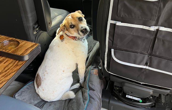 Bella, traveling. Loves traveling in Van.
Hiking in new areas is her thing.
