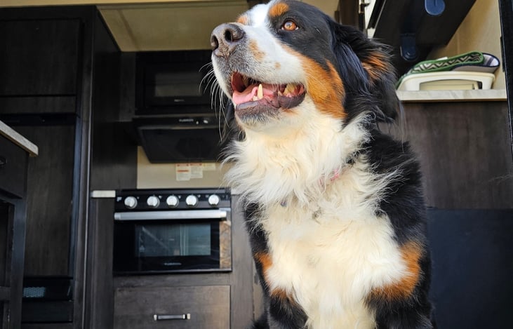 This is Stella. She loves this trailer. She is not included. Thanks for looking!