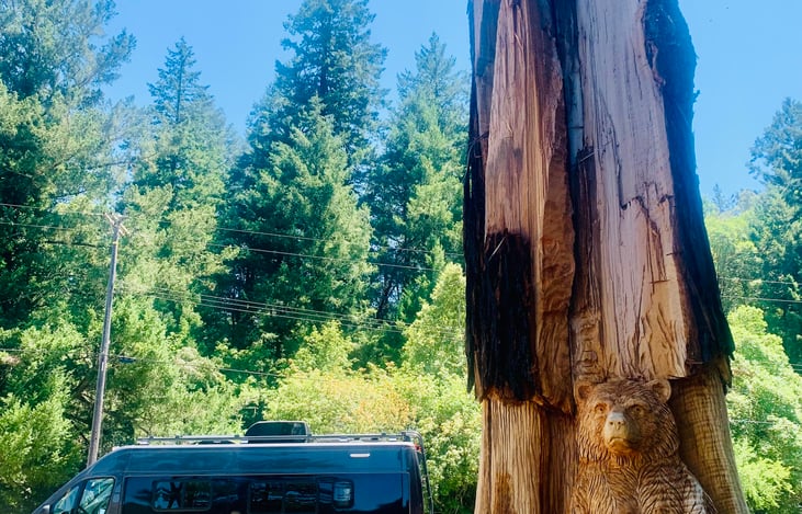 exploring Redwood forests