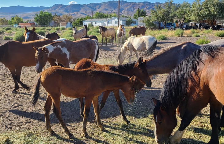 For a stationary rental, our property has visiting wild horses all day!