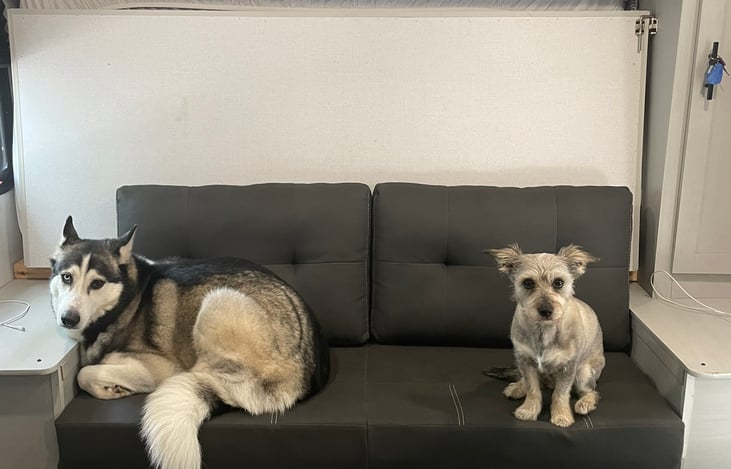 These are your hosts! Luna and Cali enjoying the comfy sofa