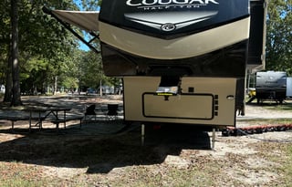 Cougar