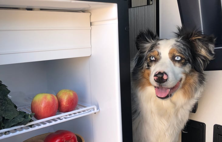 What dog doesn't love a well-stocked fridge?
