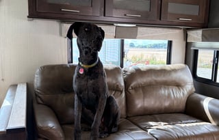 Family Fun on Wheels!! Pets ok!