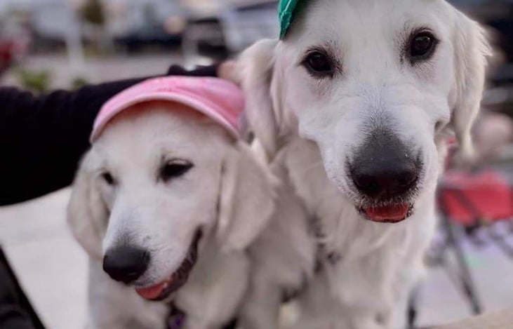 Gotta bring the dogs, Beau Skye and little sis Willow Dawn! They love their camping!