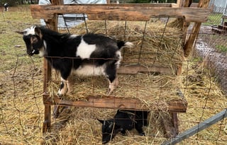 2020 Grand Design Reflection 311BHS